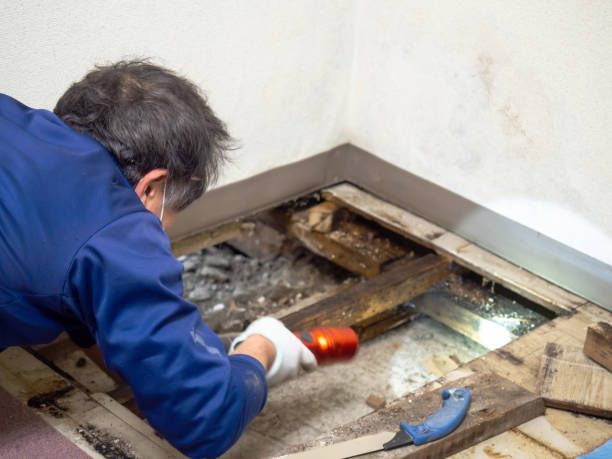 Best Insurance-Related Mold Remediation in Pana, IL