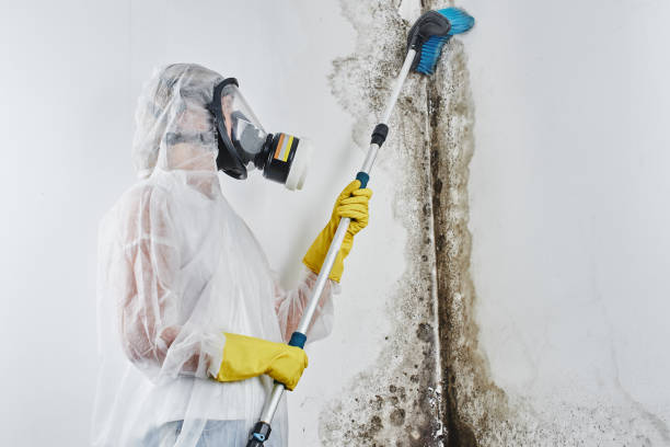 Best Industrial Mold Remediation in Pana, IL