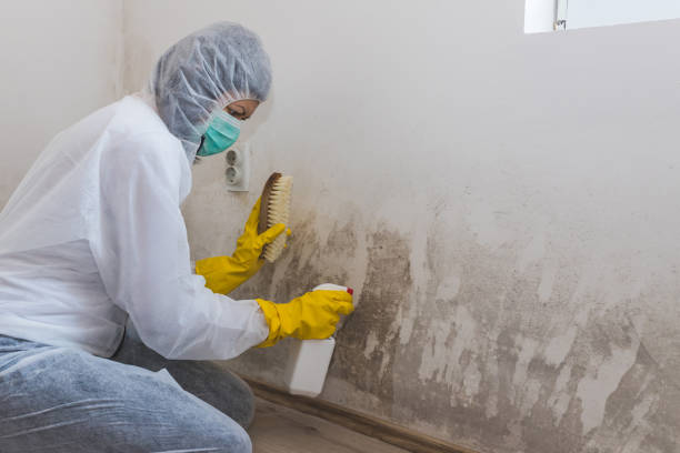 Best Mold Testing and Inspection Services in Pana, IL