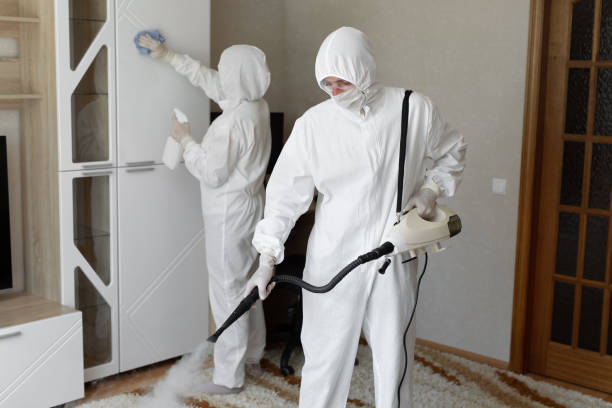 Best Black Mold Remediation in Pana, IL