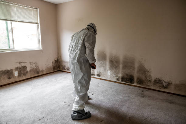 Best Post-Remediation Services in Pana, IL