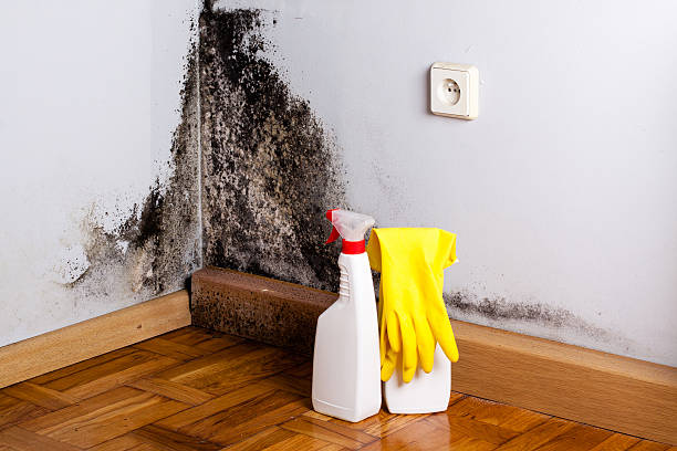 Best Residential Mold Remediation in Pana, IL