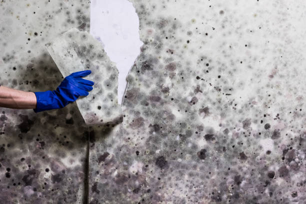 Best Bathroom Mold Remediation in Pana, IL