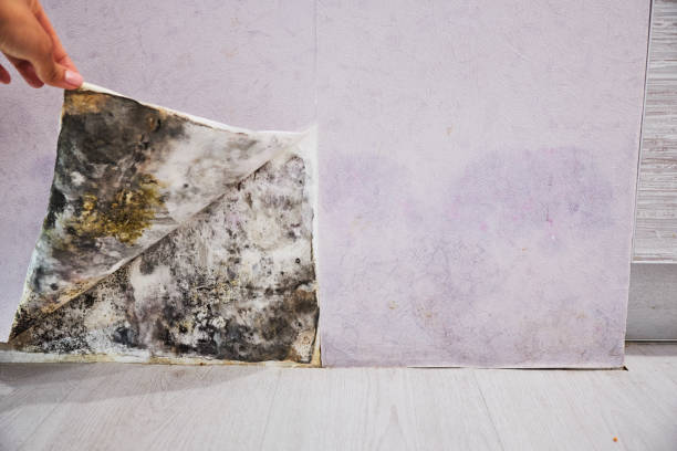 Best Residential Mold Remediation in Pana, IL